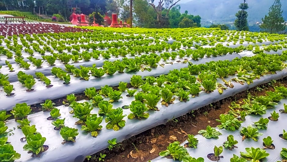 Mulberry Hill by The Lodge