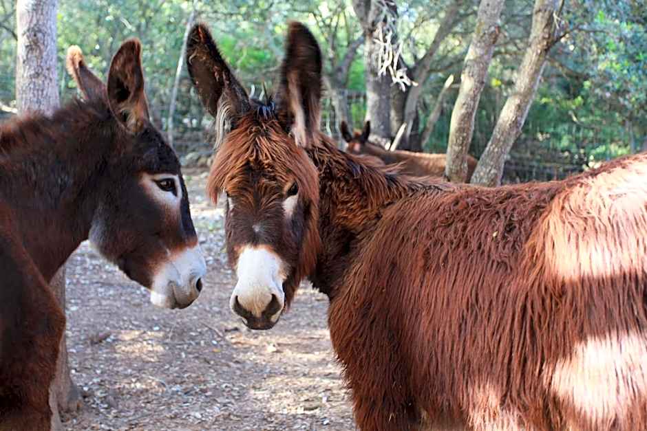 Agroturismo Son Siurana