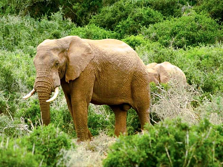 Addo African Home