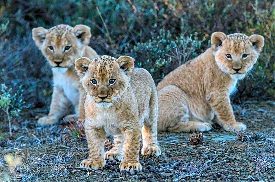 Kwandwe Private Game Reserve - Great Fish River Lodge