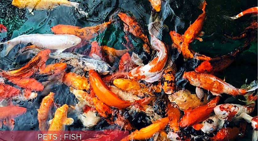 Ramada Suites By Wyndham Solo