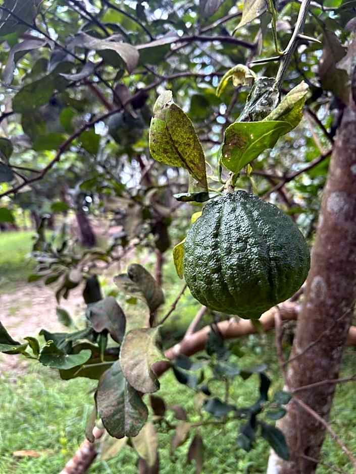 Gramam Homestay, Cochin