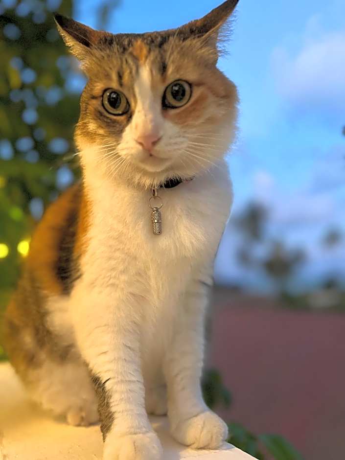 Gadea Boutique Hotel& Gadea Garden Italian Restaurant