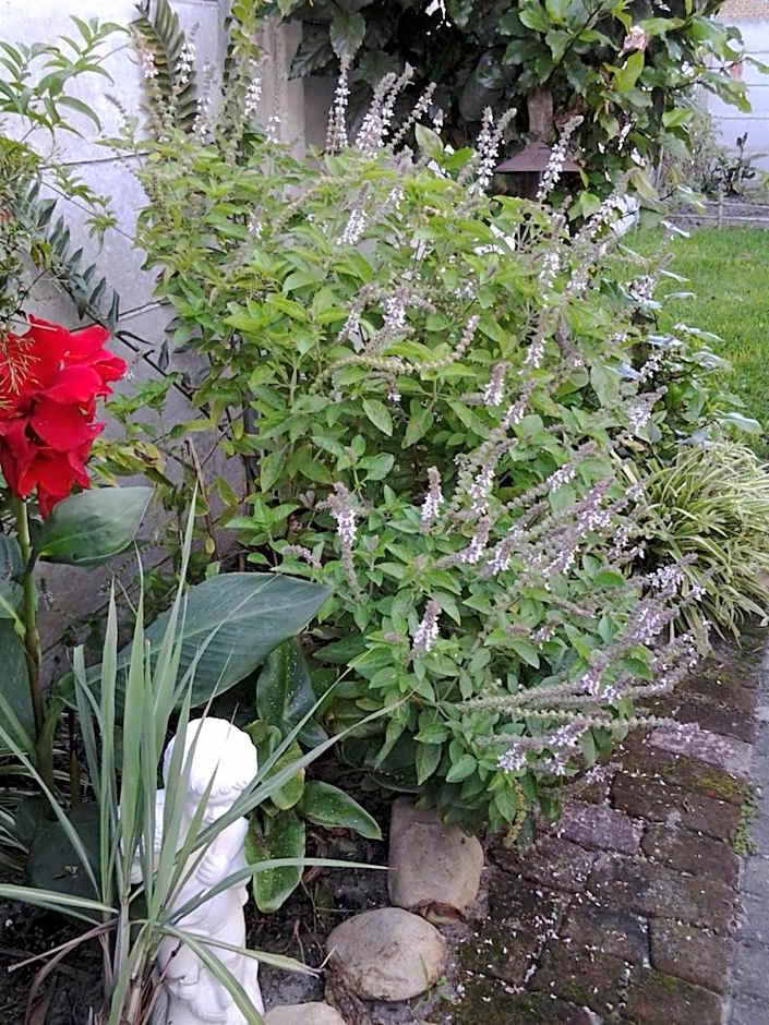 Forestview guesthouse and B&B