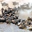 Gnu Mara River Camp