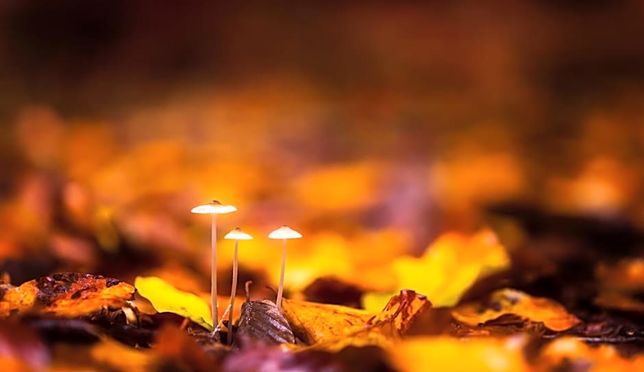 Espaces d'Or