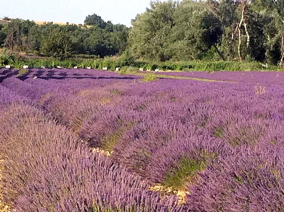 "Les Lauriers" chambre indépendante avec terrasse privée
