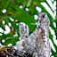 Brisa da Mata Ecolodges