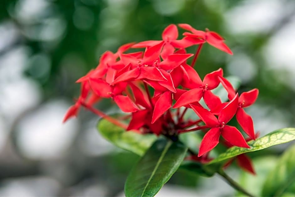 Pousada & Food 3 Abelhas