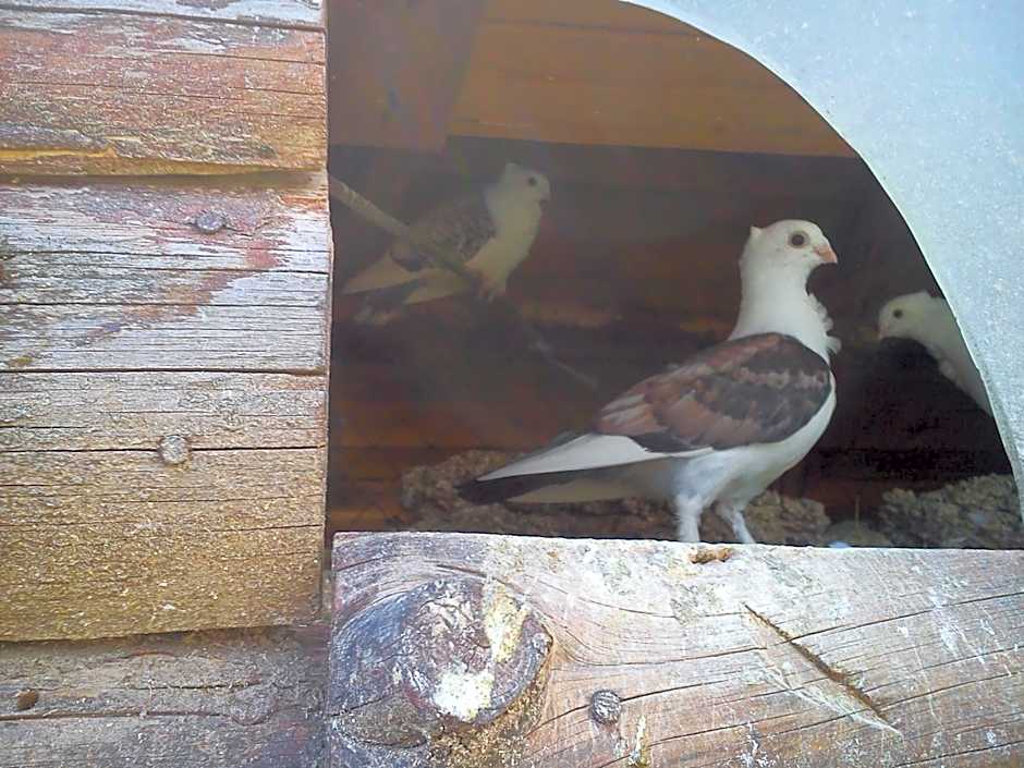 Rusaliite Adventure House