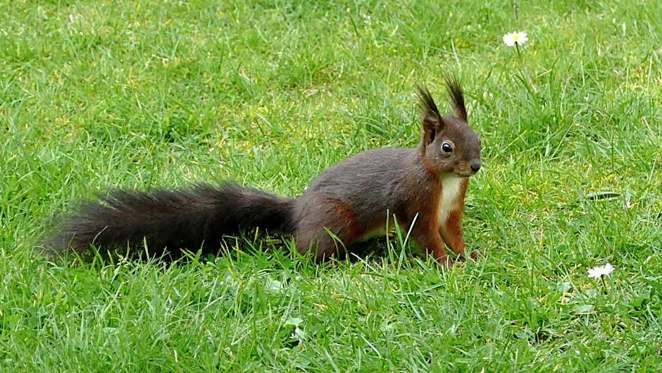 Hotel Bar Tabac Point Chaud L'Ecureuil