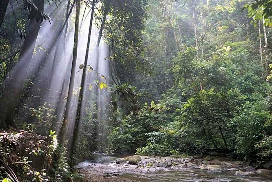 Gino's Place - Guest House & Jungle Trekking