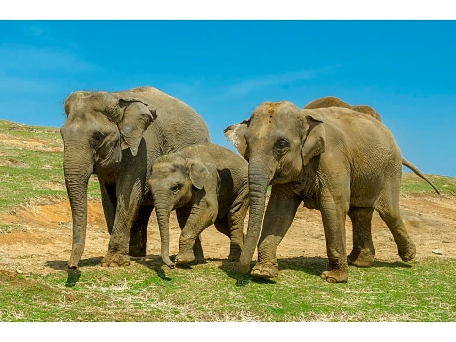 A&Bee HOTEL - Vacation STAY 35415v