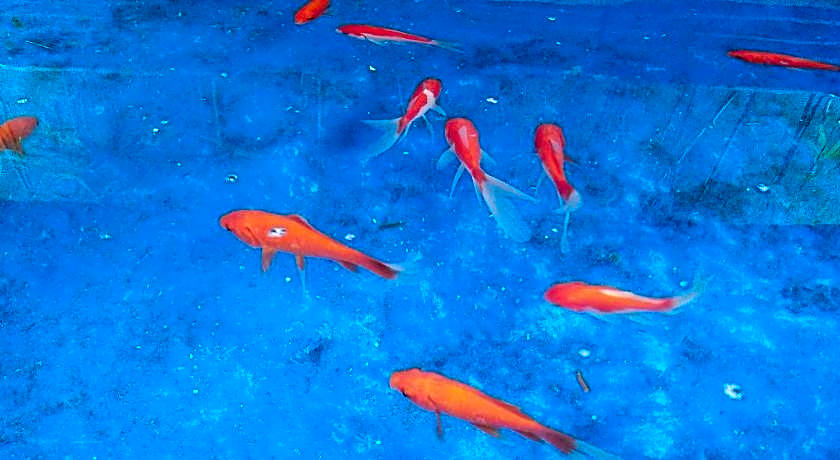 Ngampilan Backpacker Hostel