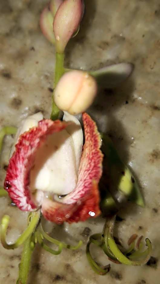 Gecko Nature Lodge Home of Swahili Divers the BEST dive center and Famous Gecko Restaurant