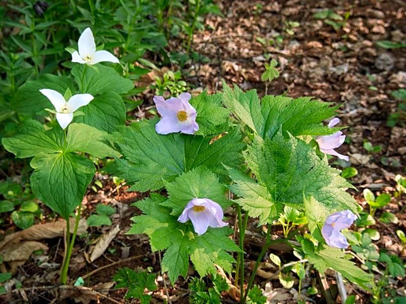 Guesthouse Canterbury