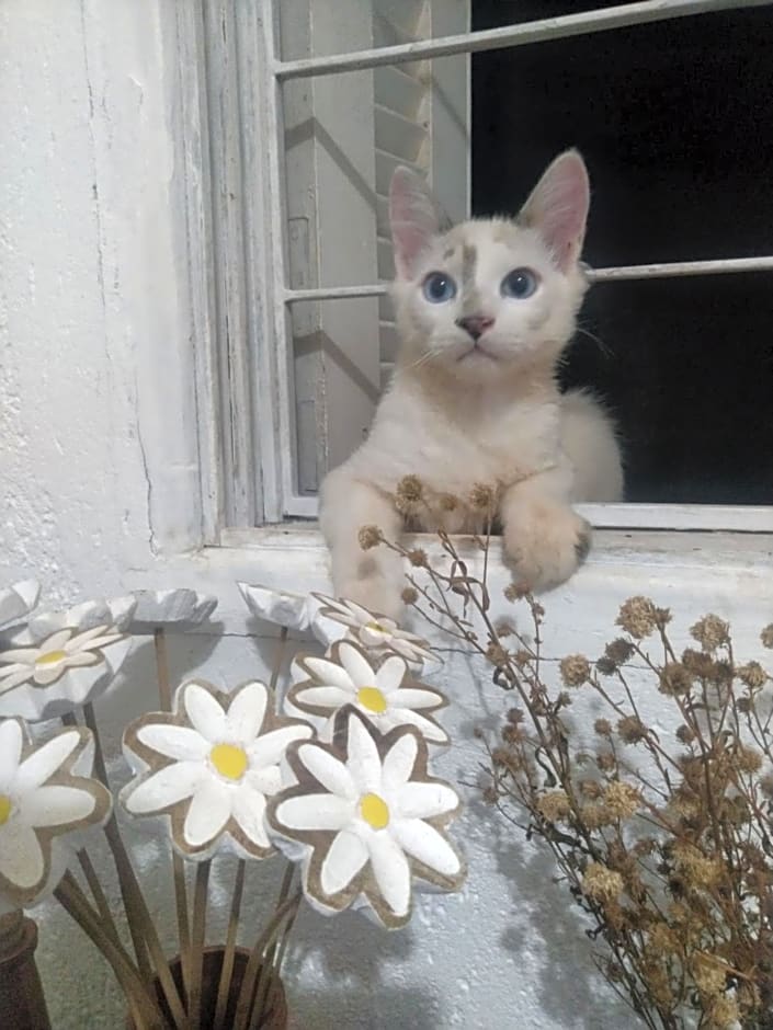 Café com Arte Pousada Ecológica