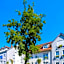 Stadthotel Pfeffermuhle