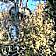SHERWOOD TREE