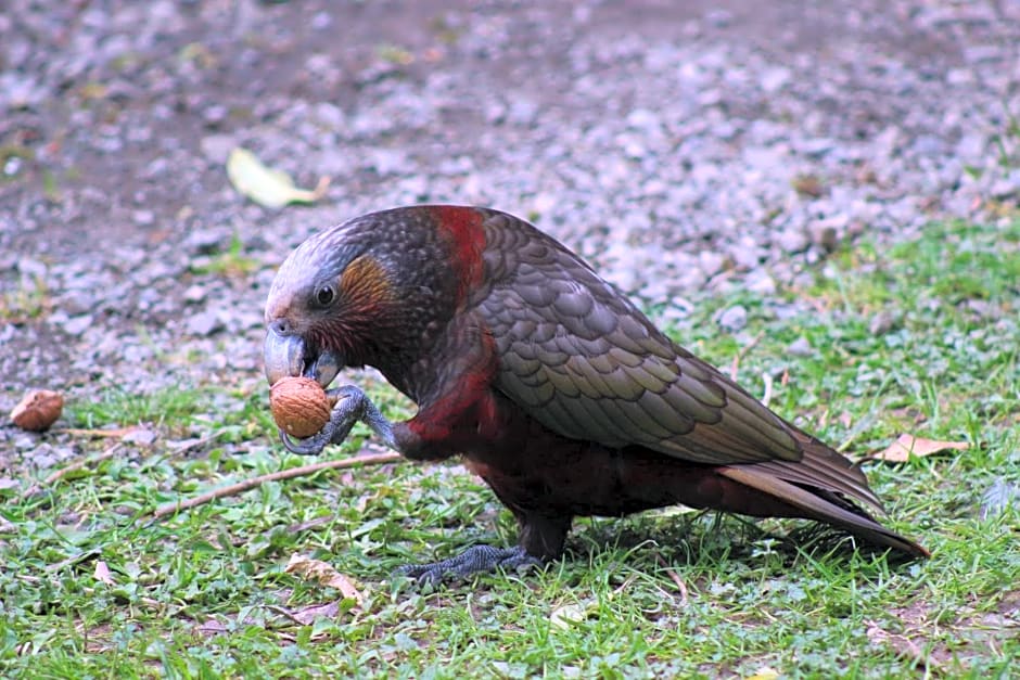 Kaka Retreat Motel, Stewart Island