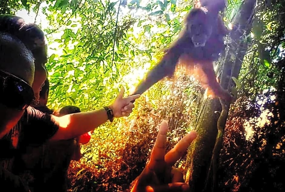 ETALAUSER Jungle Gate EcoResort Bukit Lawang