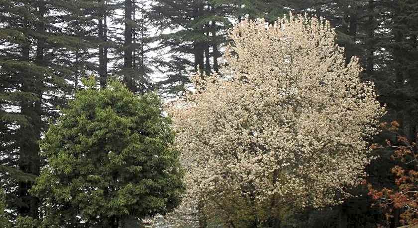 Honeymoon Inn - Mussoorie