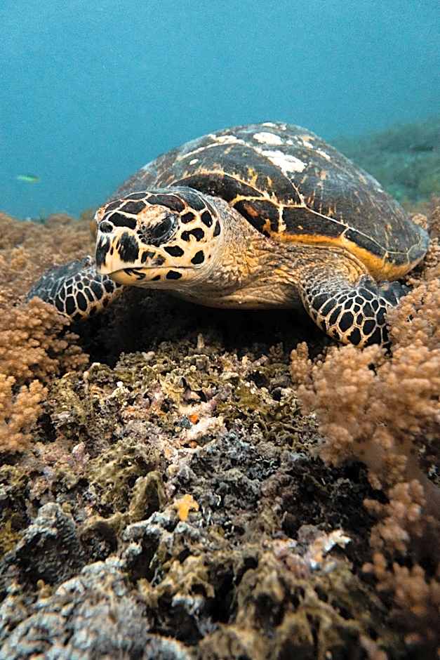 Island View Bar & Bungalow