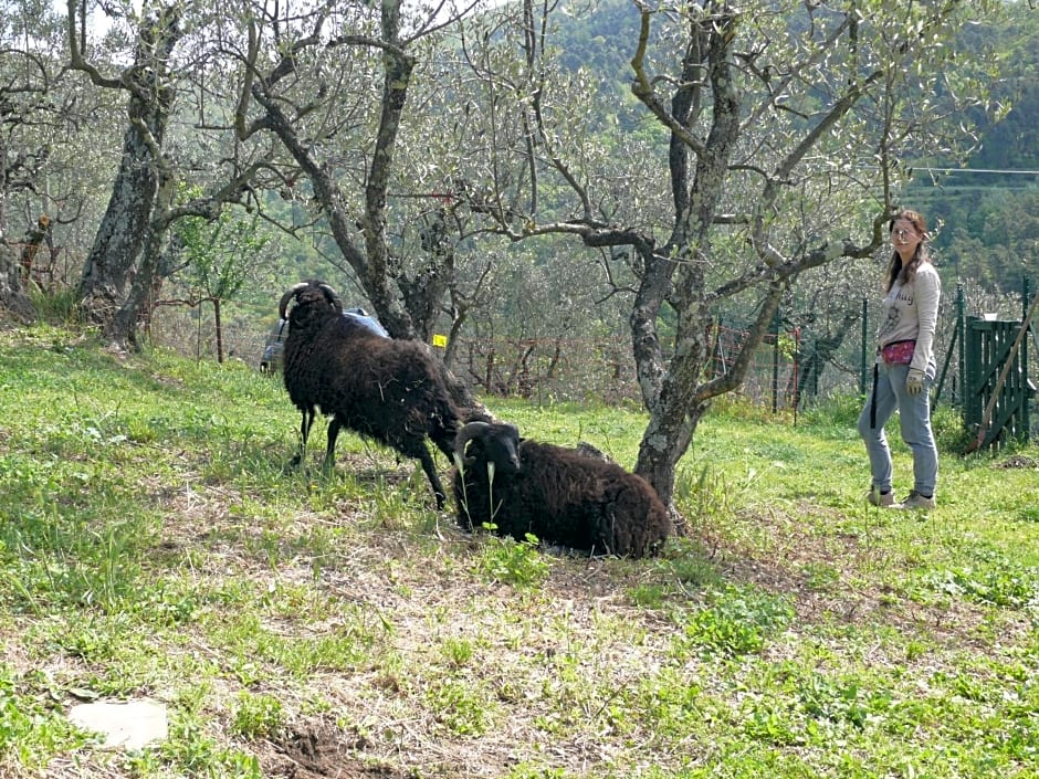 Antica Bottega Di Vinci – Vinci, IA