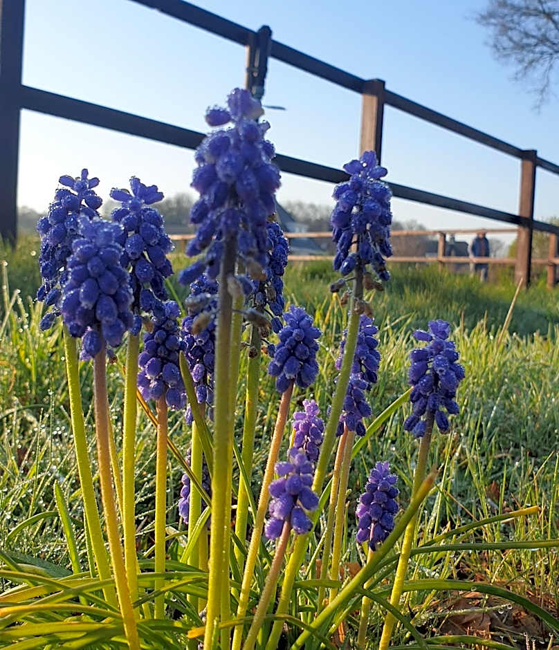 Pipowagen Bed bij Bos
