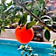 Livia Garden Hotel