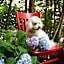 Hydrangea House Inn