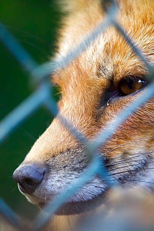 Polonezköy Country Club