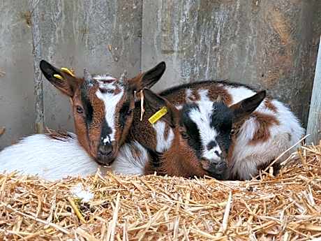 La Skibelle ValThorens Spa