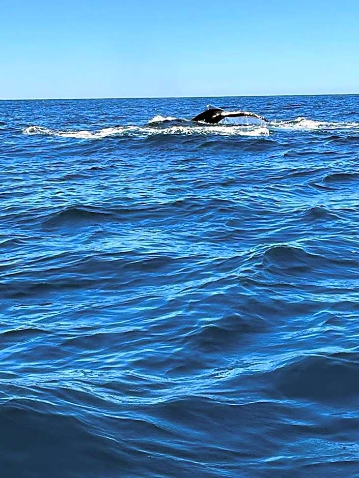 Hotel- Whale Tours and Sport fishing Vista Mag-Bay