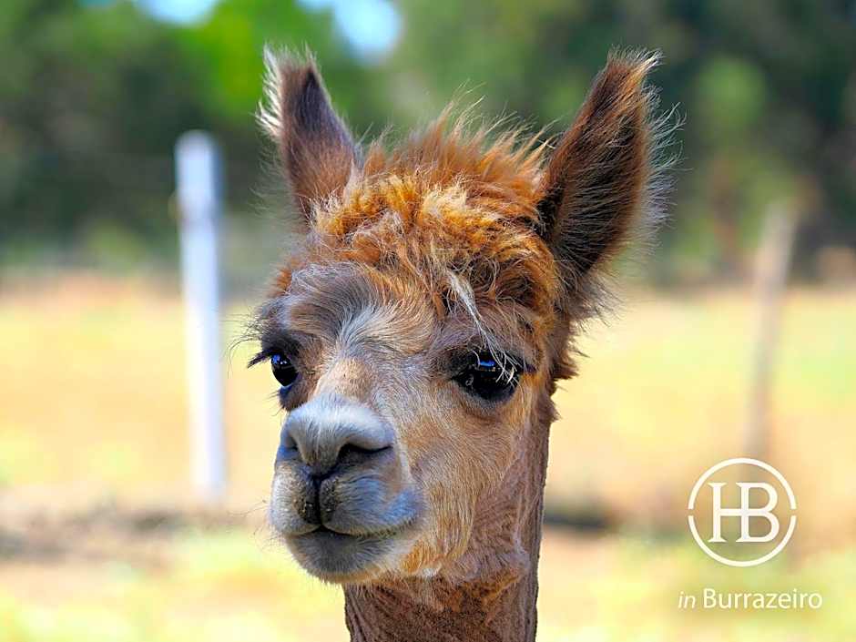 Herdade do Burrazeiro Turismo Rural no Alentejo