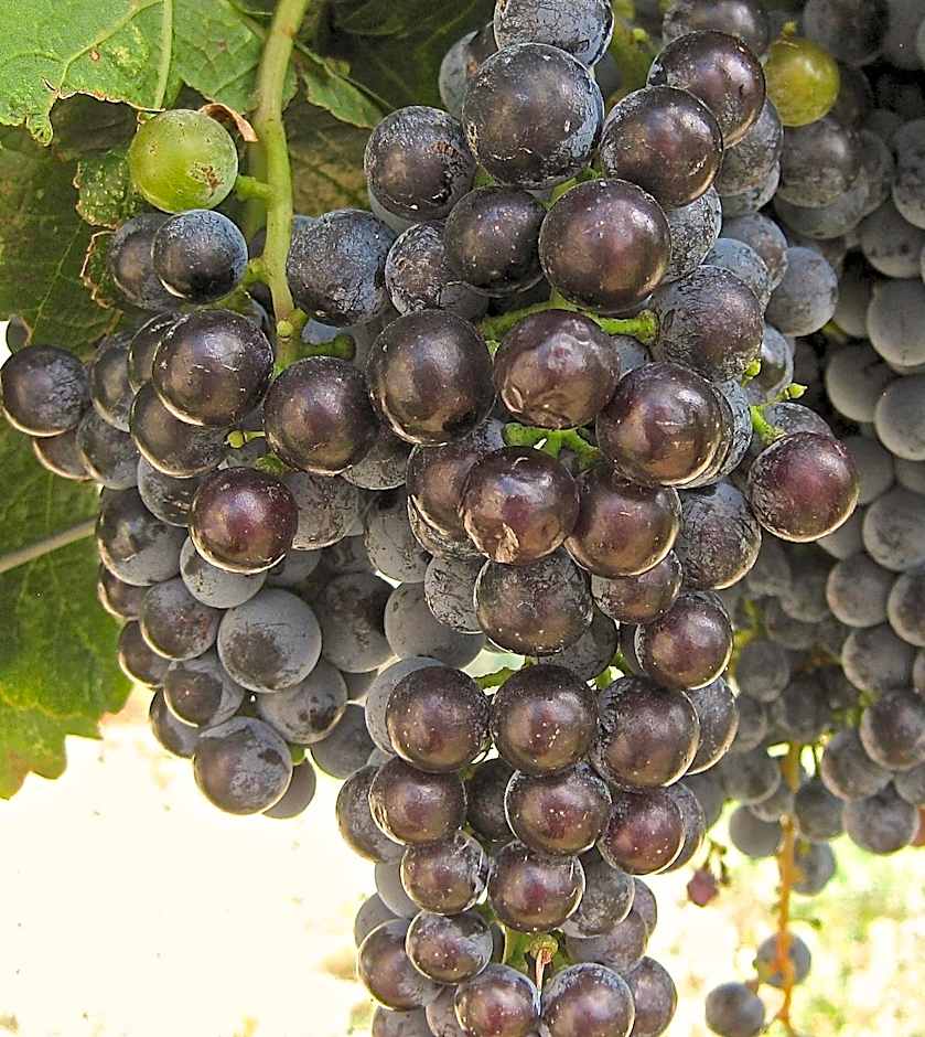Wine Country Inn