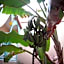 Riad Dar Mchicha