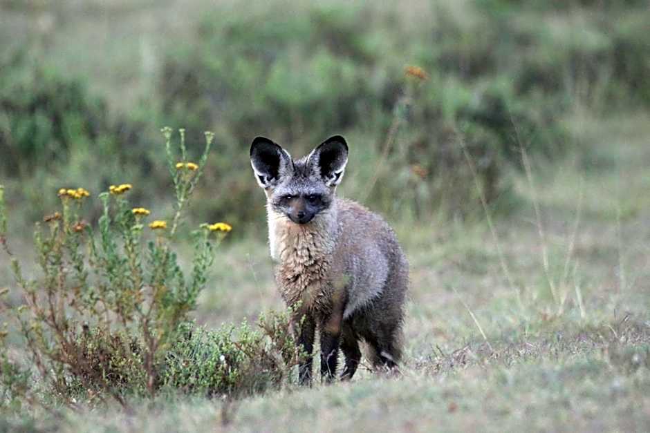 Garden Route Safari Camp