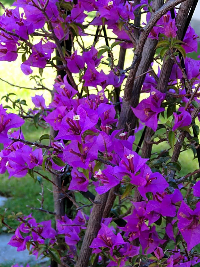 Residence Aurora Wellness & Spa