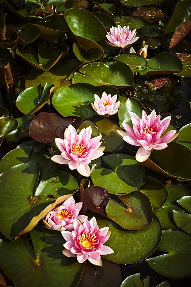 B&B Maas en Heuvel Maastricht