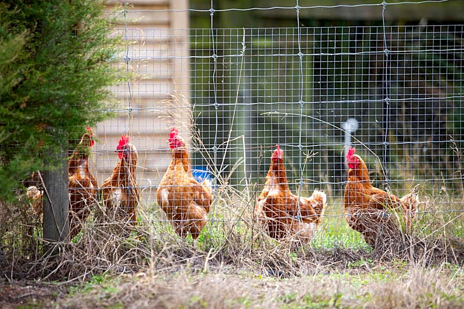 Hilltop Whakaipo Estate