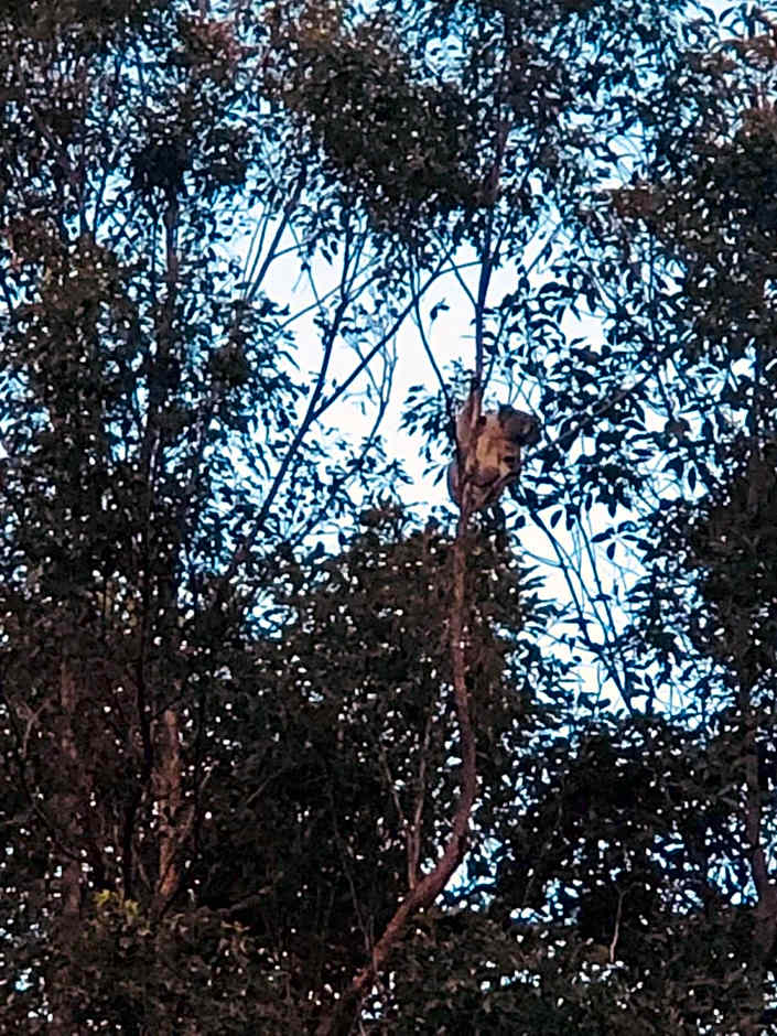 Ecoasis Mami Wata Rainforest Haven