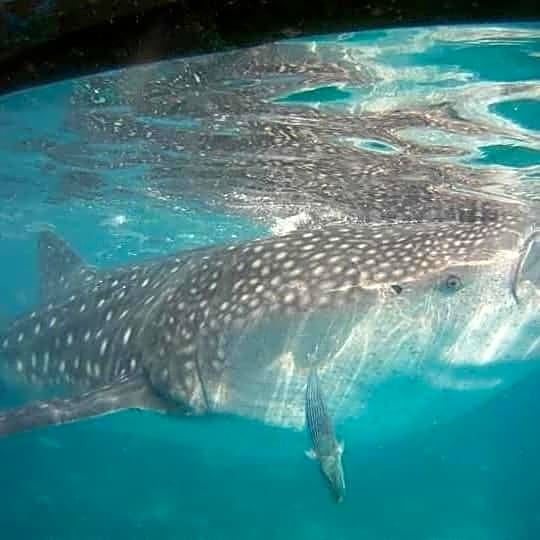 Azulea Lodging House Oslob