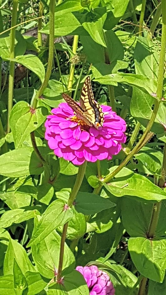 VILLA PASCALE - B&B - CASA VACANZE