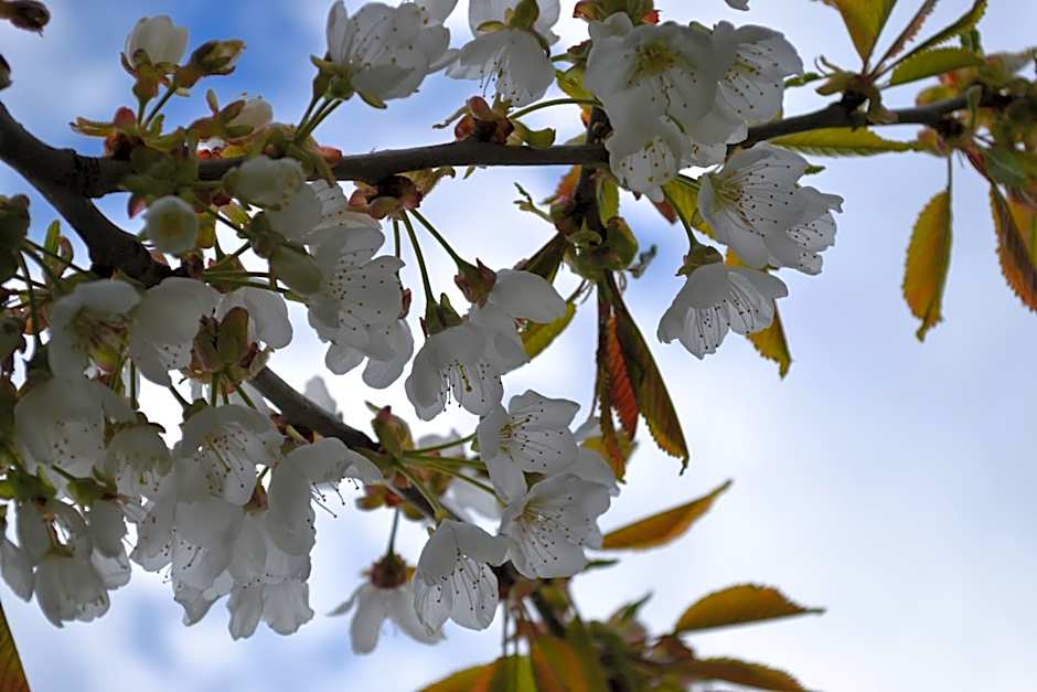 Schnider Bed&Breakfast und Café