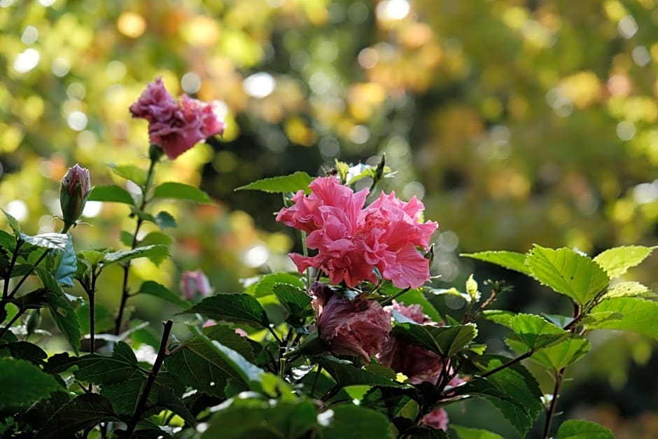 BWHALE guest house B&B