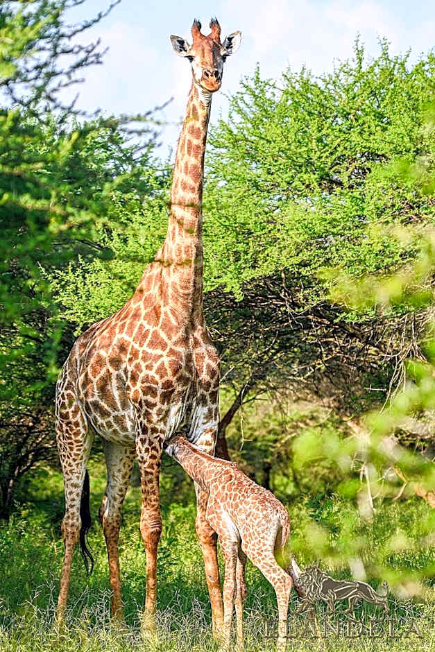 Elandela Private Game Reserve and Luxury Lodges Pty Ltd