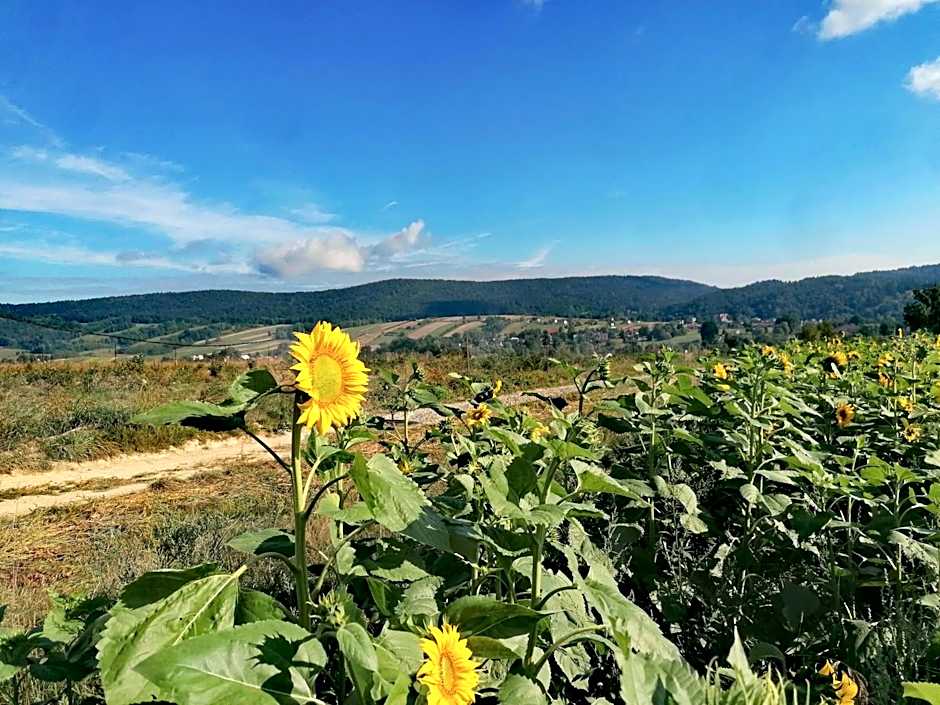 Gospodarstwo Agroturystyczne Borówkowy Bukiet Smaków