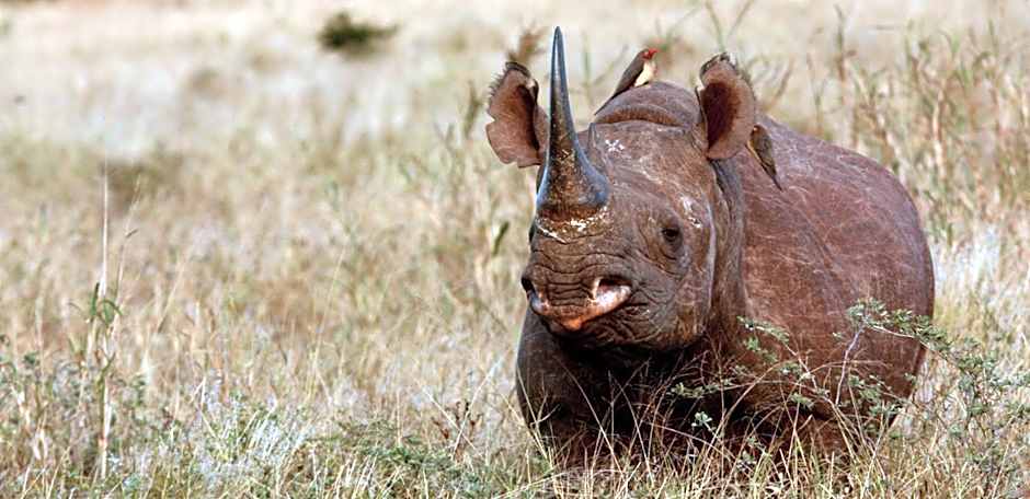 Leopard Mountain Safari Lodge