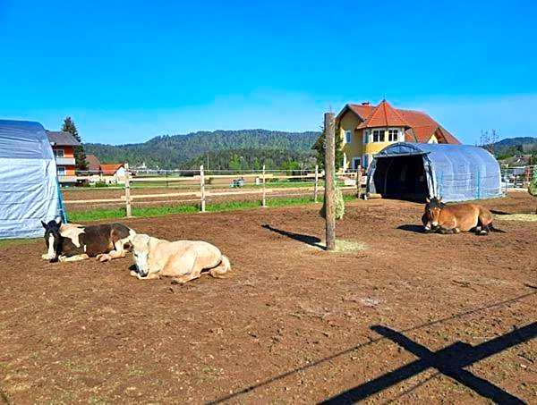 Bed & Breakfast Eckwirt